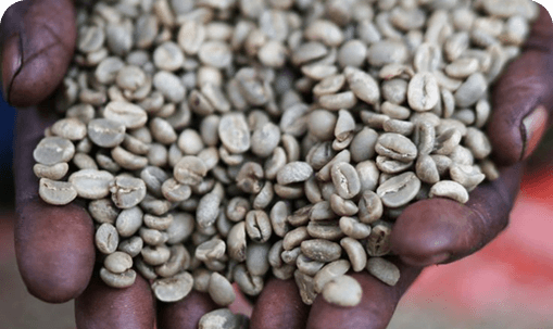 Rwandan Coffee: A Journey from Farm to Cup